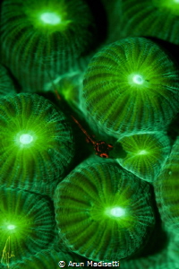 UV light, night dive, 105mm macro handheld at 100th sec F... by Arun Madisetti 